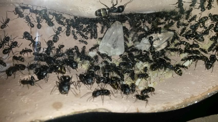 Camponotus japonicus • Nesteinsicht