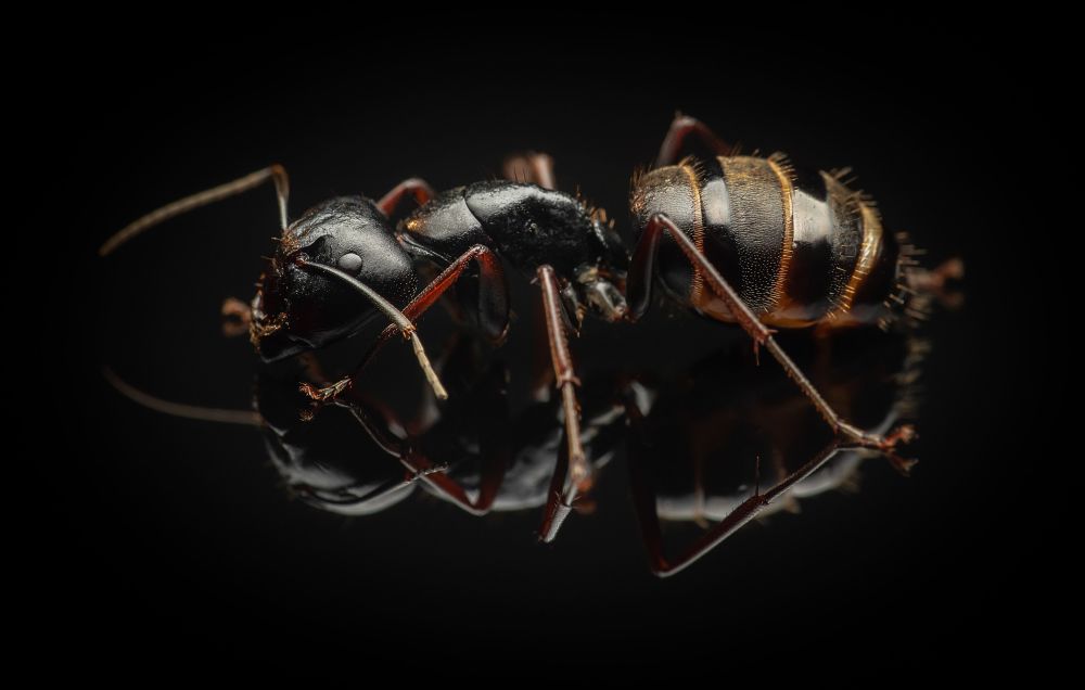 Camponotus japonicus • Major-Arbeiterin