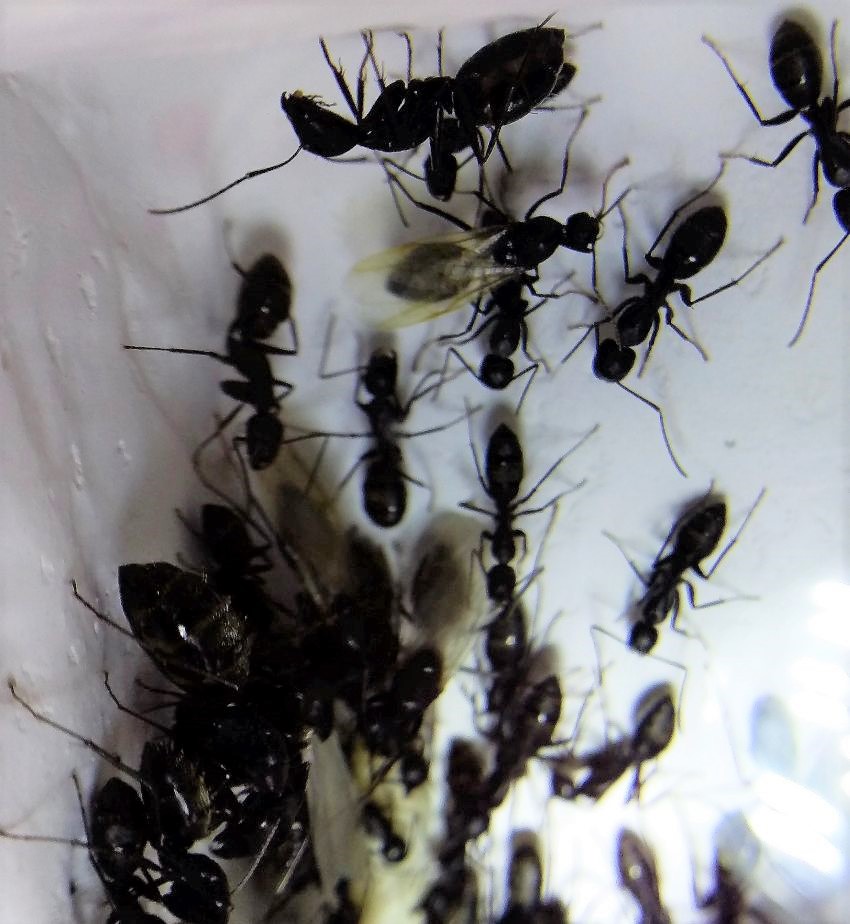 Camponotus japonicus • Männchen