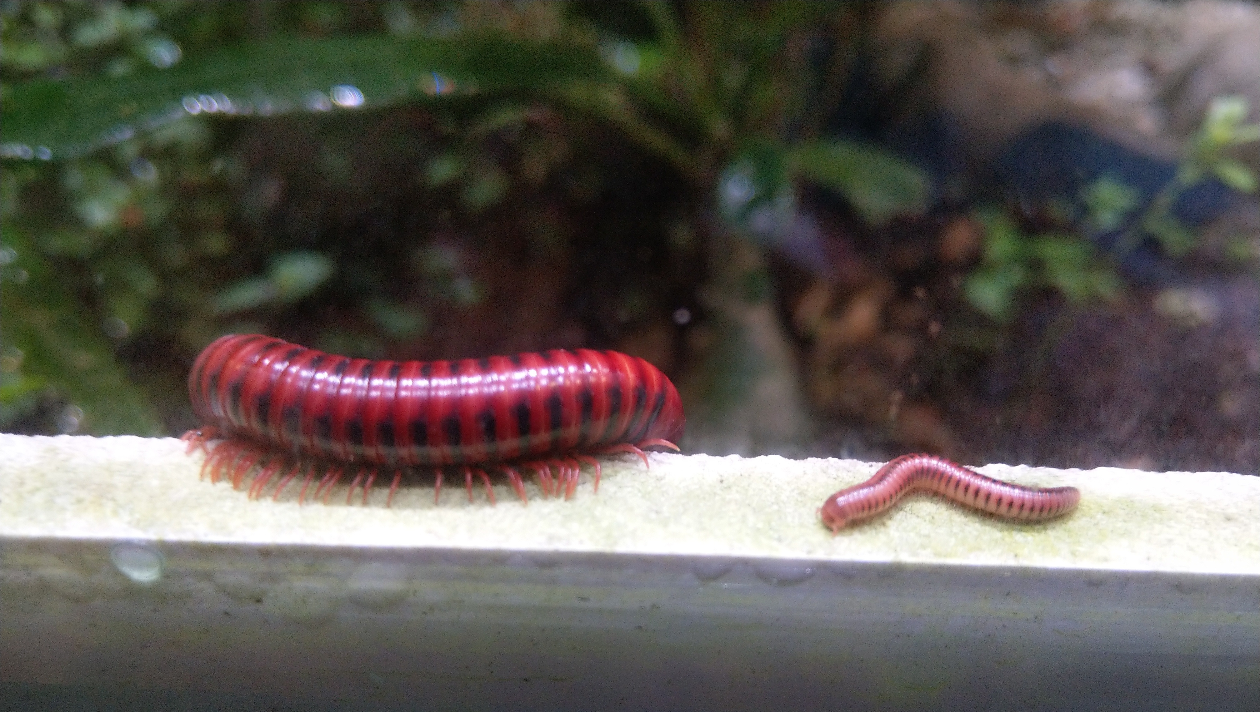 Centrobolus splendidus • Größenunterschied