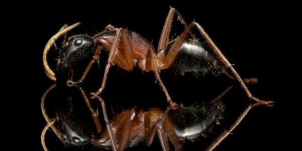 Camponotus nigriceps