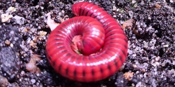 Centrobolus splendidus
