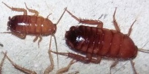Shelfordella lateralis