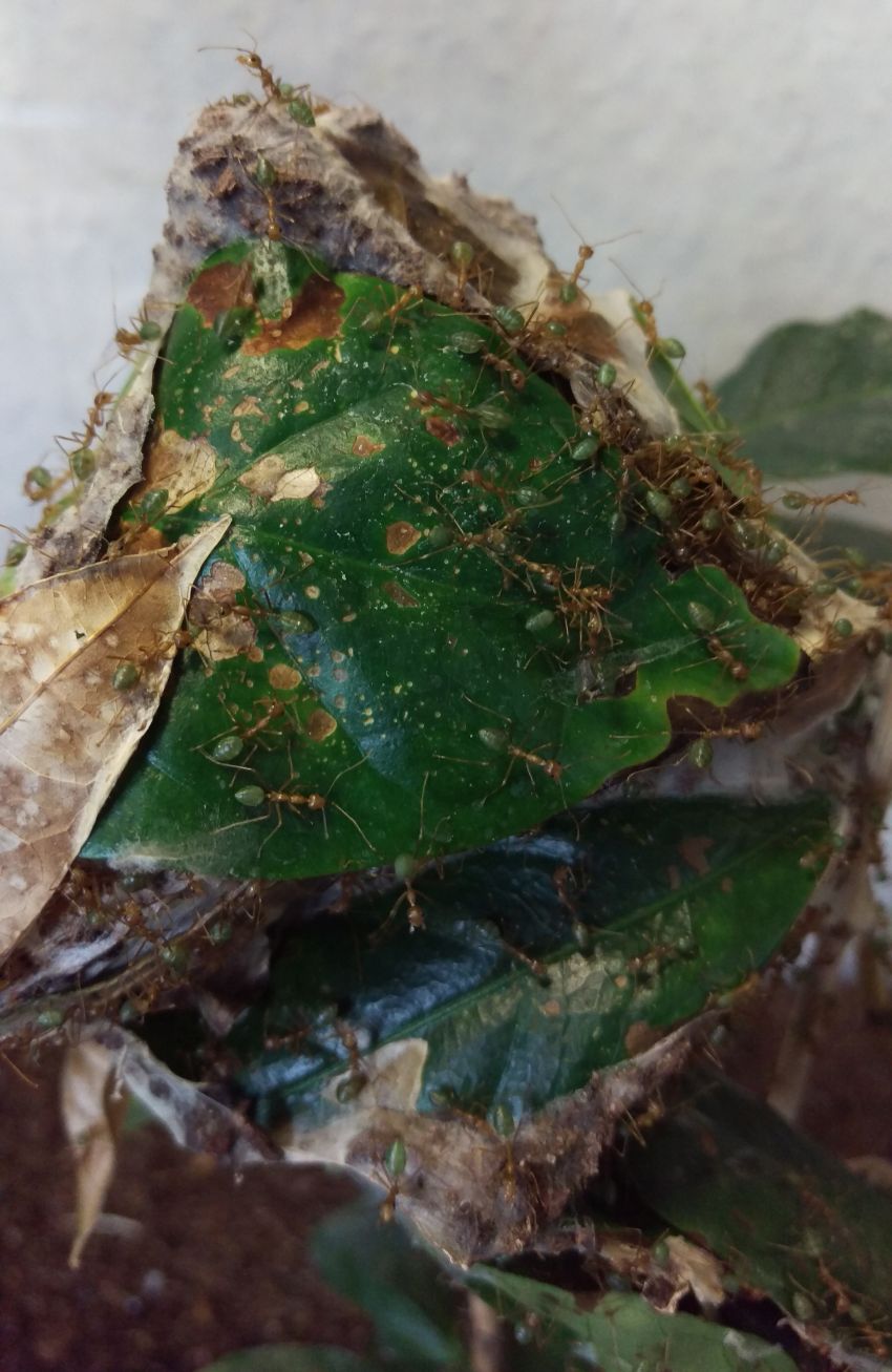 Oecophylla smaragdina • Nest