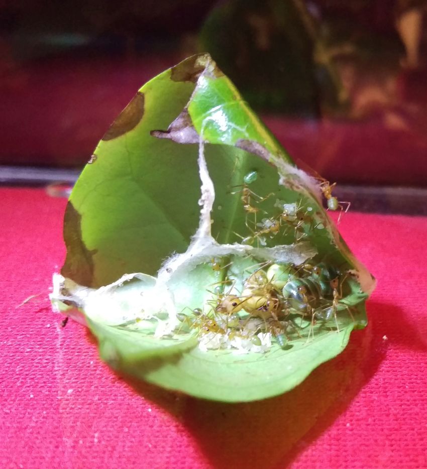 Oecophylla smaragdina • Gründungsnest
