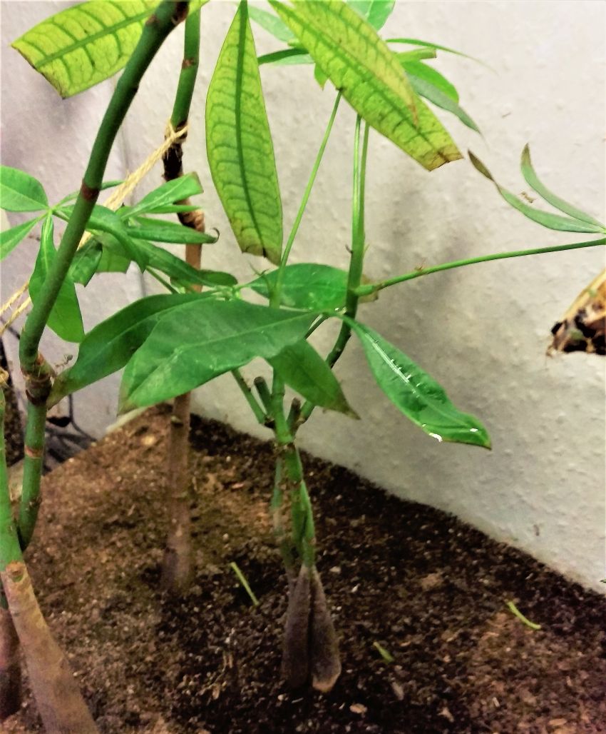 Oecophylla smaragdina • Neue Glückskastanien