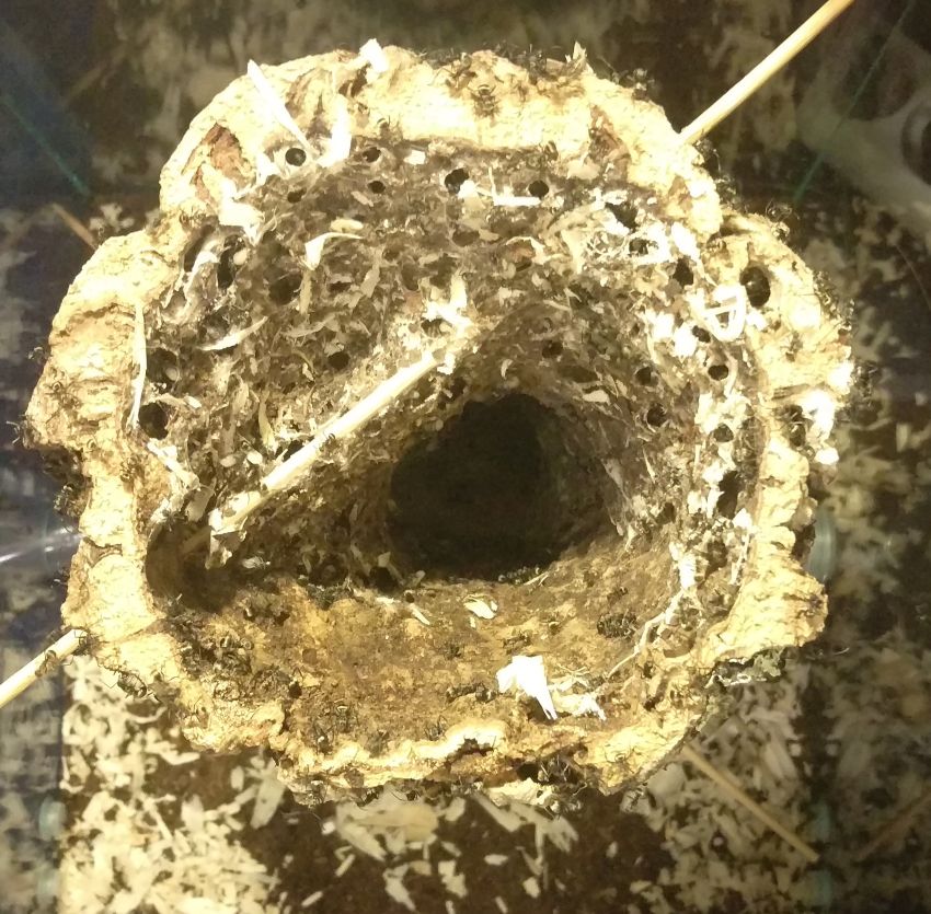 Polyrhachis dives • Neues Nest