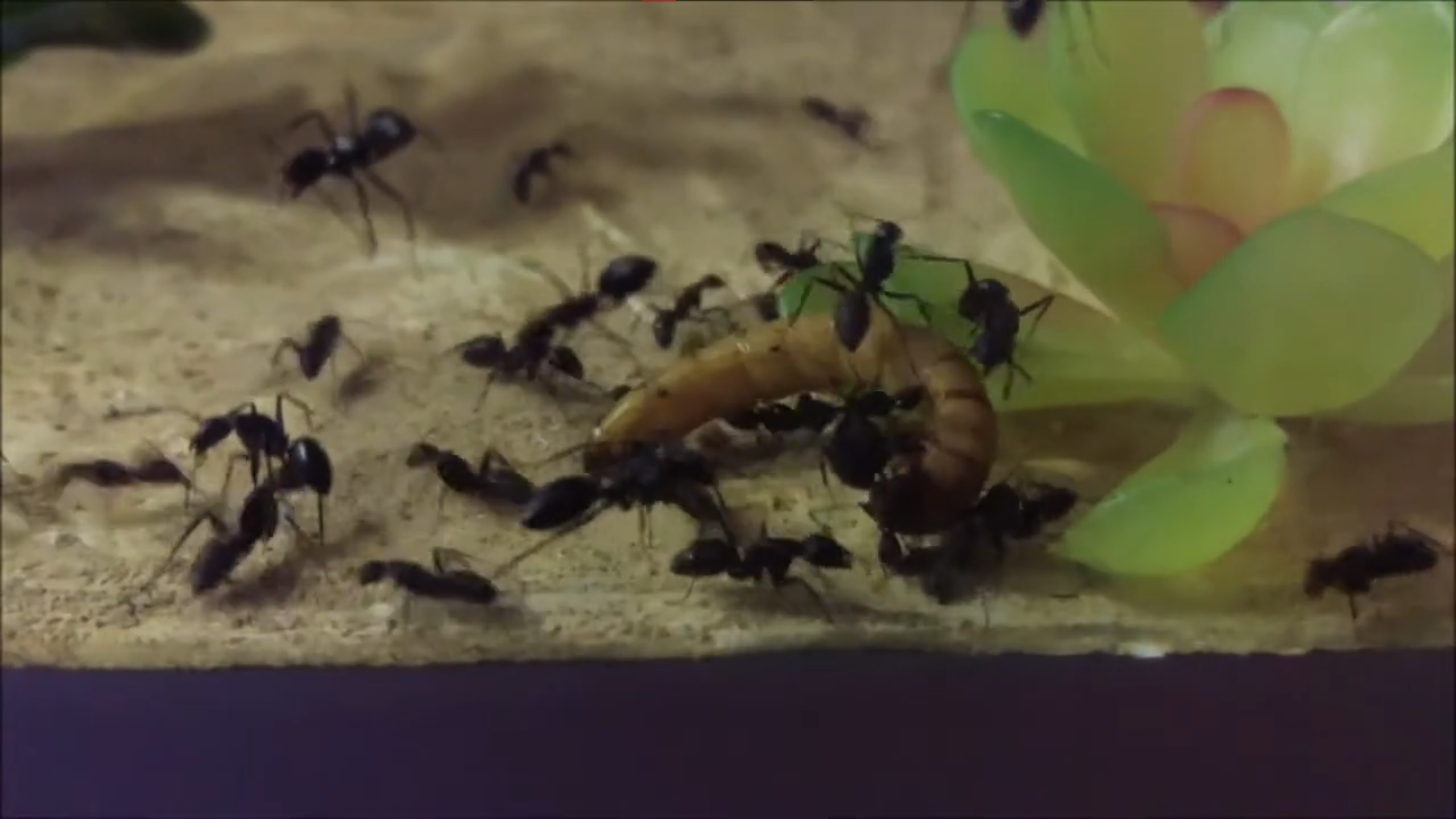 Camponotus japonicus • Fütterung Zophoba