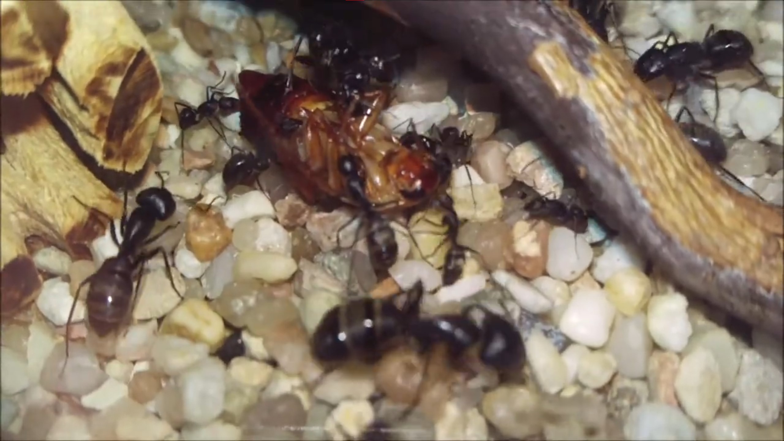 Camponotus japonicus • Fütterung Schokoschabe