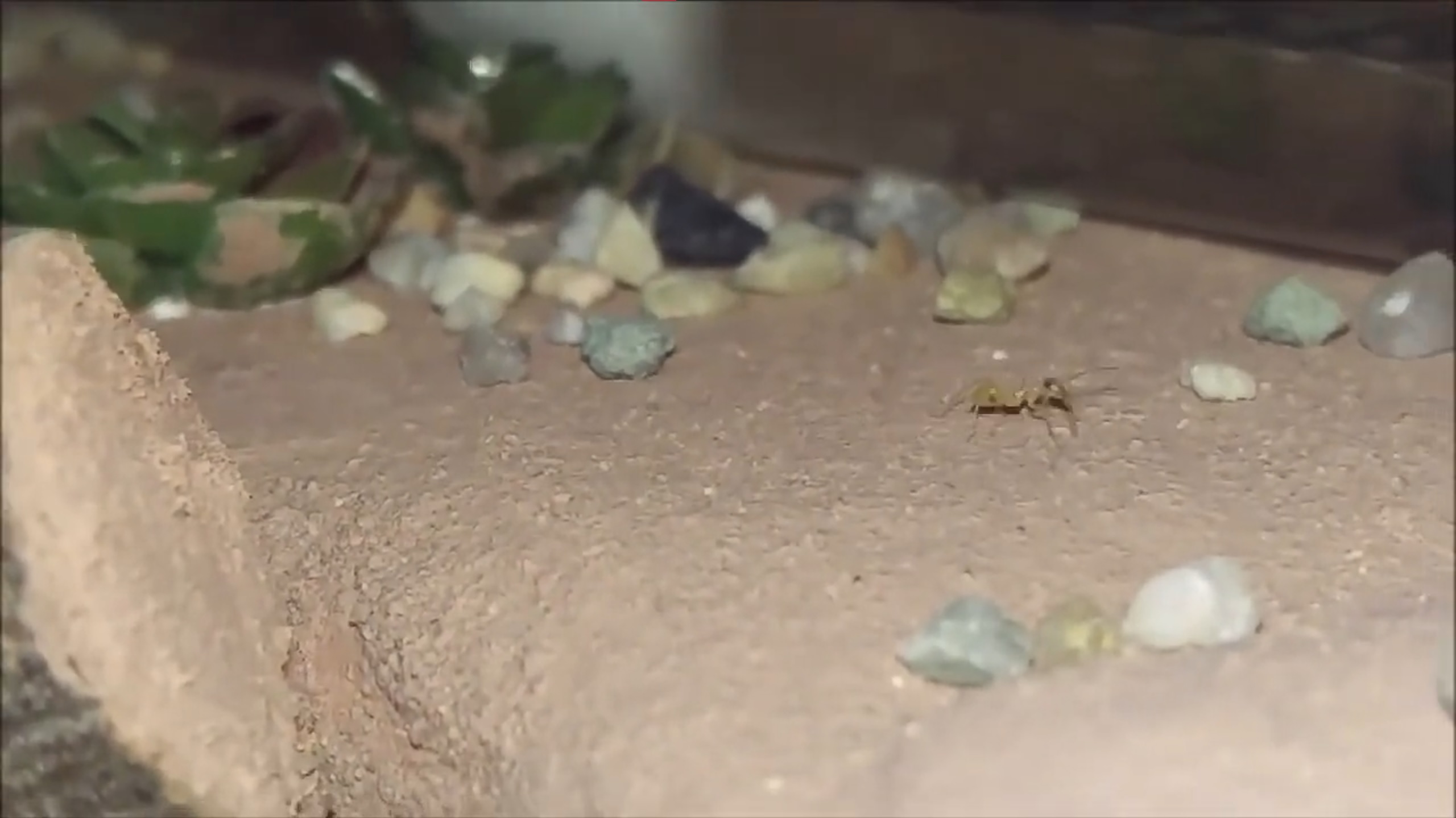 Myrmecocystus navajo • Erste Schritte