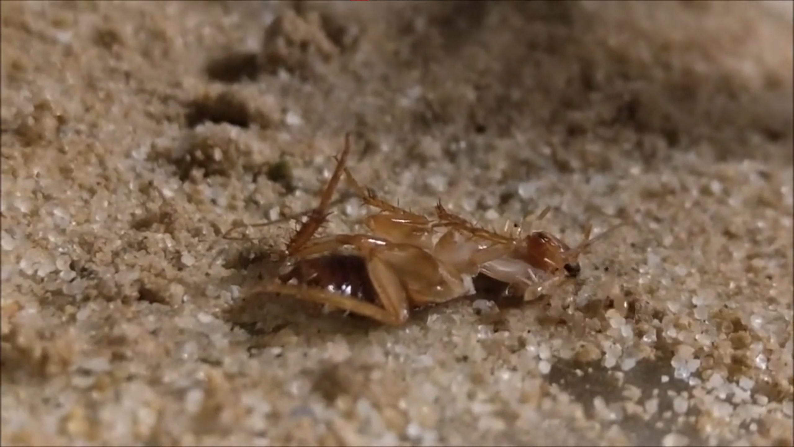 Myrmecocystus navajo • Fütterung Schokoschabe
