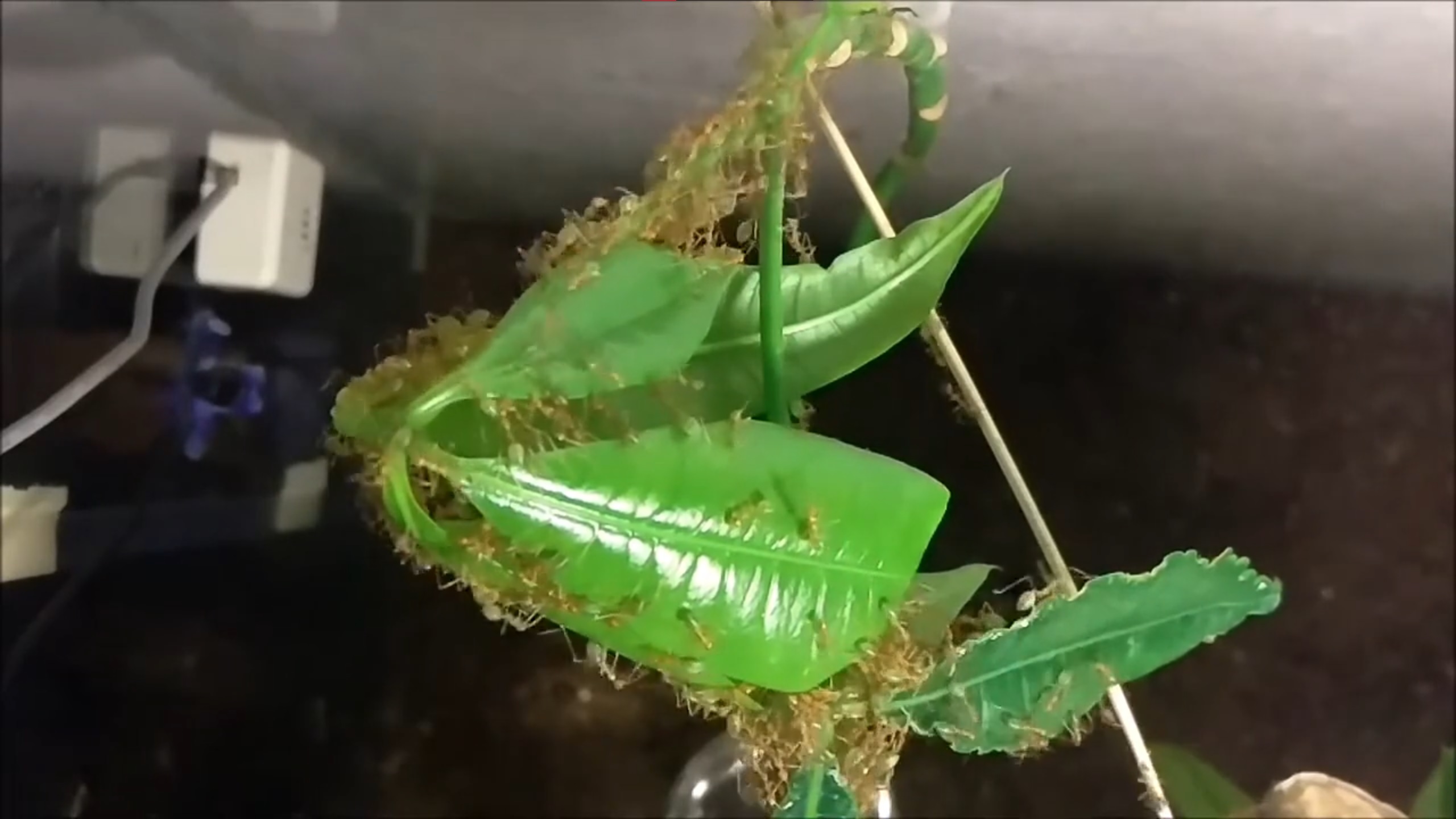 Oecophylla smaragdina • Nestbau