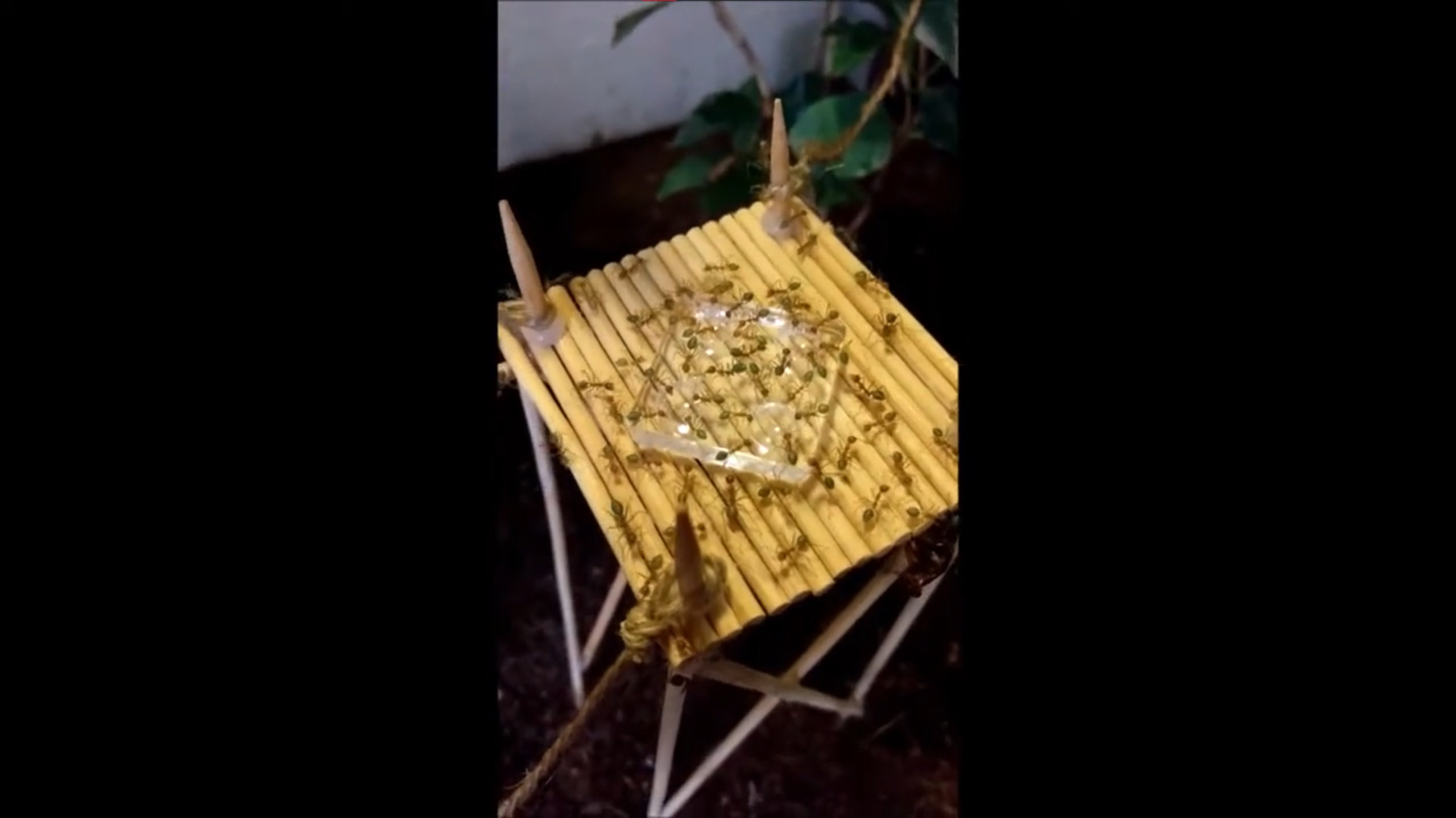 Oecophylla smaragdina • Blütezeit der Kolonie