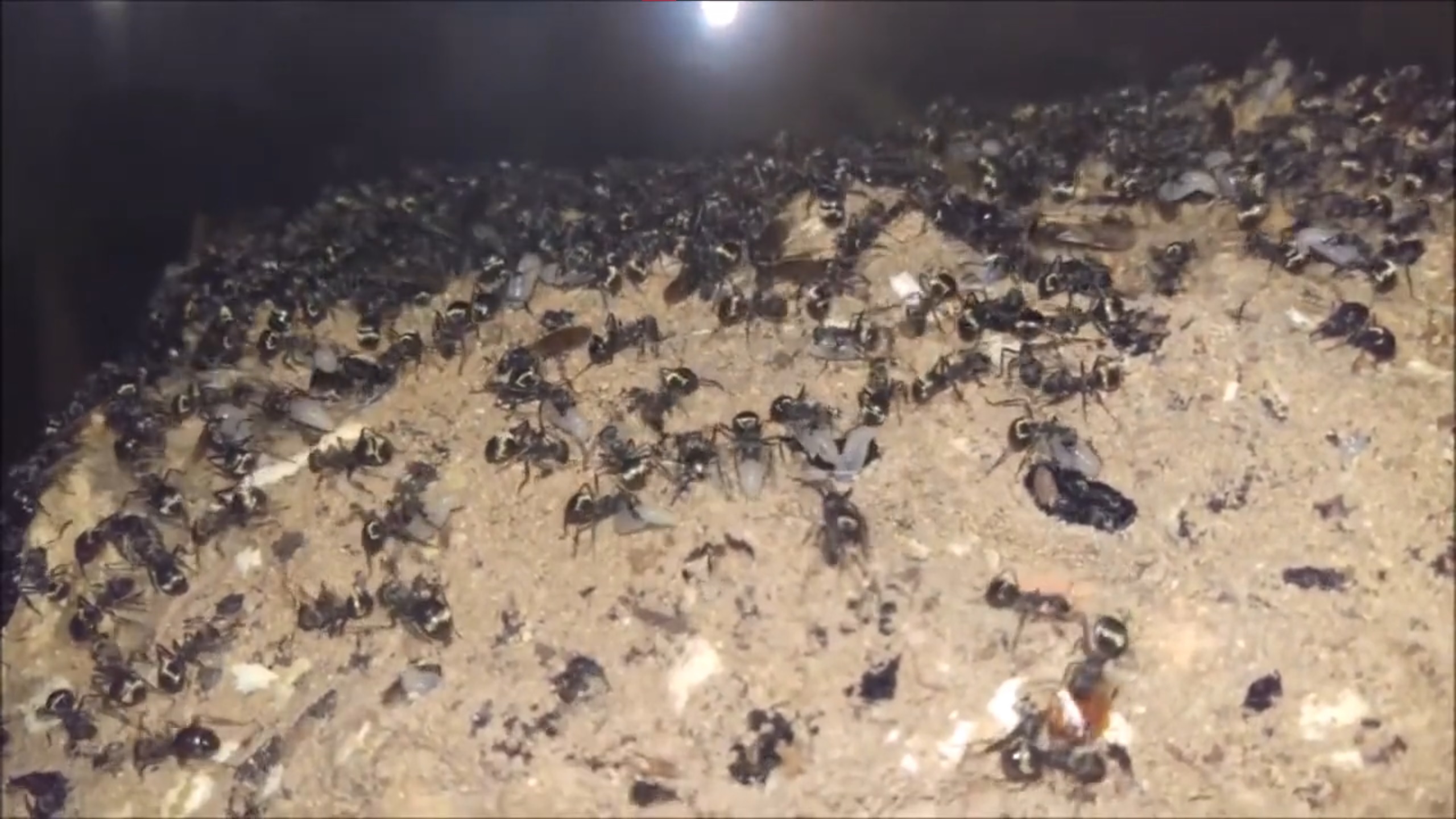 Polyrhachis dives • Weben mit Larven