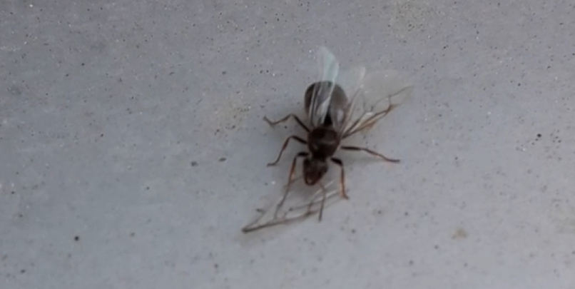 Myrmecocystus navajo • Gyne wirft nach Landung ihre Flügel ab.